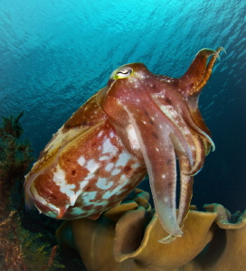 Cuttlefish posing. After several wardrobe changes, the re... by Steven Miller 